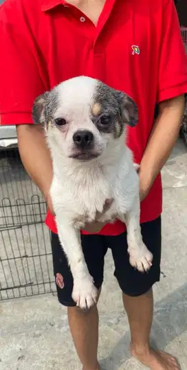 Pejantan Chihuahua semi hibah