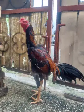 Ayam bangkok muda, body tinggi