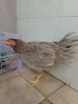 Ayam kampung, nelor rajin