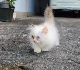Munchkin Betina Ragdol Minuet
