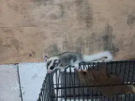 Sugarglider betina mozaik