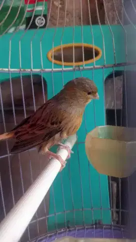 Burung kenari betina dewasa