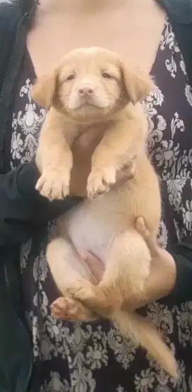 promoooo hari ni ja yaaaa anjing puppy mix golden kintamani betina