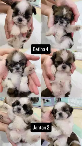 Shihtzu puppy lucu