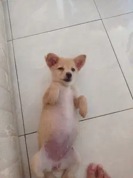 Puppy 2bulan pom mix