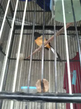 Burung murai betina fs