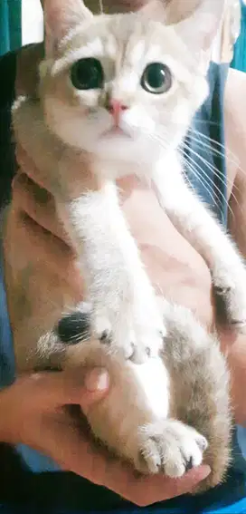 Jual Anak Kucing BSH British Shorthair Pure Golden Gen Import Champion