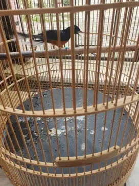 Dijual murai batu