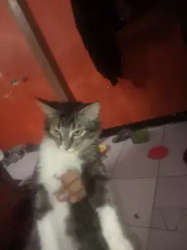 Kitten Mix persia 4bulan