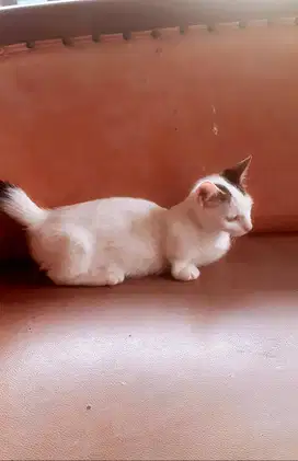 Jual Anak Kucing Munchkin Rughugger Super Cebol Shorthair Lucuu !!