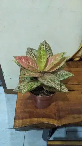 Aglonema Golden hope