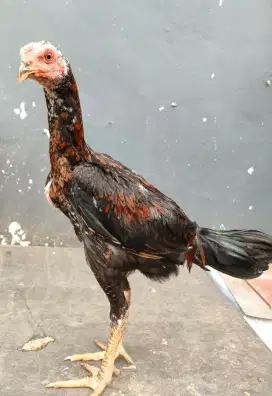 Ayam Bangkok Janggaran Sisik Ubed