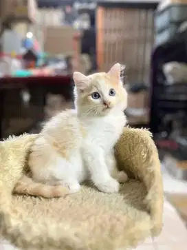 kucing kiten anakan anggora persia himalaya ragdoll mainecoon munchkin