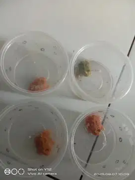 Ready baby pacman, strawberry,sunbrustgreen