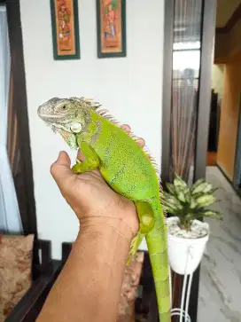 Iguana Green cerah