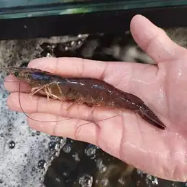 Udang vaname hidup segar