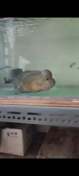 Ikan louhan cencu