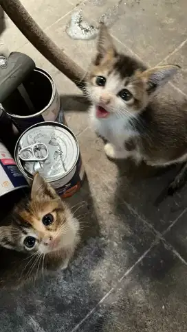 Kitten mixdome jantan