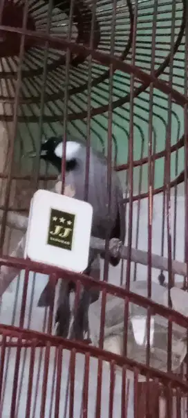 burung Poksay pipi putih
