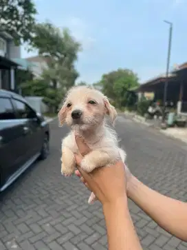 Anakan Pom mix Jantan Betina