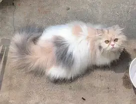 Kitten persian flatnose mix peaknose exo