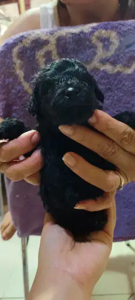 Puppy Poodle non STB