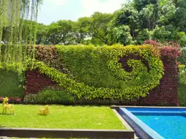 Jual Tanaman Hias Dan Pembuatan Taman