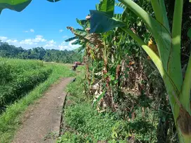 Tanah kebun cocok untuk villa di penatahan penebel. Tabanan
