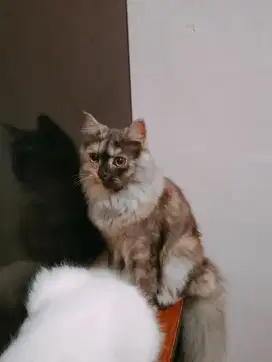 Kucing Persia bigbone