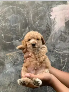 puppies toy poodle
