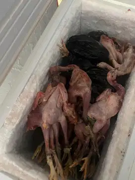 Ayam kampung potong & hidup