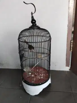 Jual burung burcil bawa sama kndang ya rajin buyi portoral matp