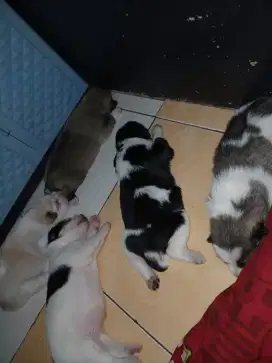Anak Anjing Keturunan Husky