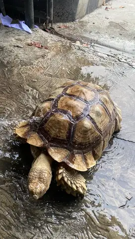 KURA-KURA SULCATA