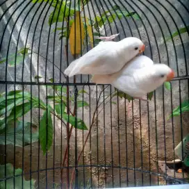 Albino retina merah usia muda paud