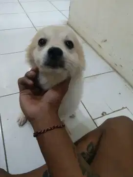 Anjing ras pomeranian