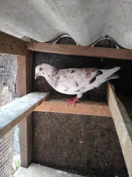 Di jual burung merpati
