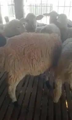 paketan 12 ekor bakalan domba betina 5-6 bulanan siap ternak piara top