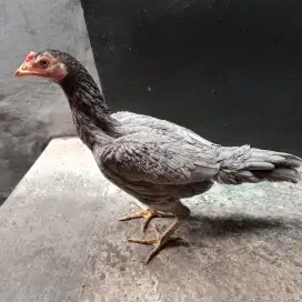 Ayam bangkok biang pamangon pacek win 9x