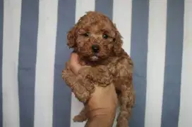 red tiny toy poodle jantan non stb SEMI HIBAH
