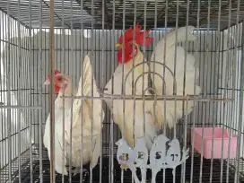 Sepasang ayam Kate putih polos siap ternak cocok utk hias