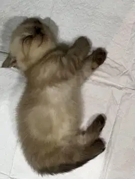 2 ekor munckhin scottish fold borongan