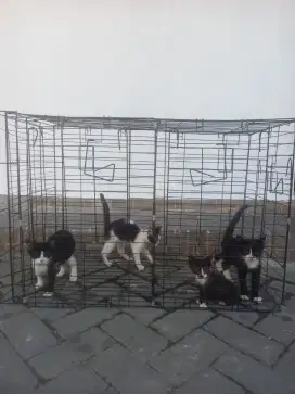 4Kucing BSH mix Domestik Borong Boleh Satuan