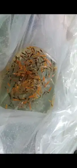 Bibit ikan koi slayer mix