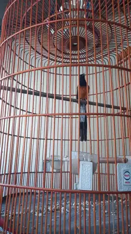 Murai batu blorok tipis murah