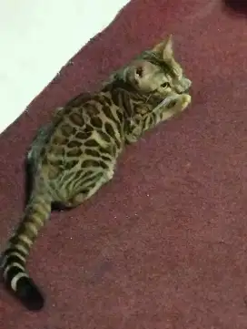 Kucing motif bagussss imut