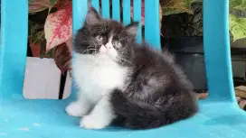 Kucing persia kitten