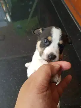 5 anak anjing umur 1 bulan dan 1 anak anjing 6 bulan