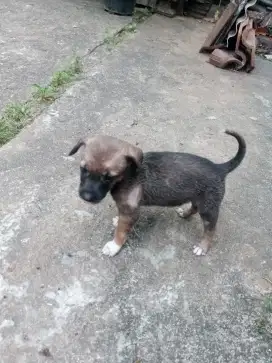 Anak anjing jenis kampung