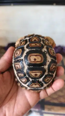somalia giant pardalis cb